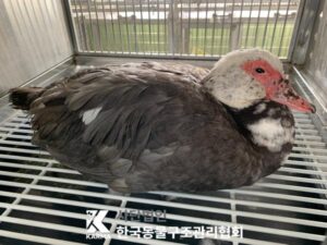 한국동물구조관리협회에서 보호중인 유기된 동물소개합니다.