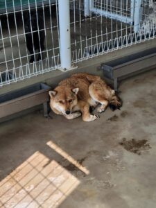 유기동물임시보호센터에서 04월 04일 발견해서 보호하고 있는 강아지 정보.