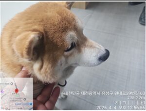 대전동물보호센터에서 04월 05일 발견해서 보호하고 있는 강아지 정보.