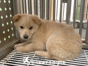 한국동물구조관리협회에서 04월 04일 발견해서 보호하고 있는 강아지 정보안내.