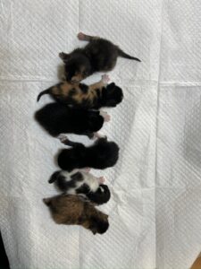 부산동물보호센터에서 04월 04일 발견해서 보호하고 있는 고양이 정보입니다.