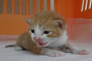산타클라라동물병원에서 04월 04일 발견해서 보호하고 있는 고양이 정보.