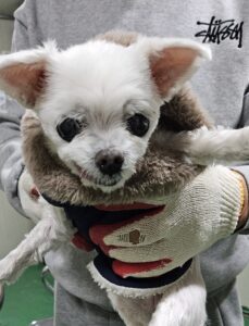 대구유기동물보호센터에서 보호하고 있는 유기된 강아지안내드립니다.