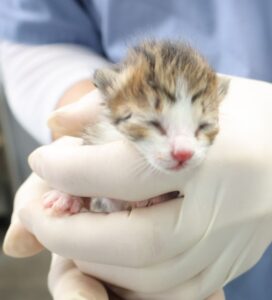 제주 동물보호센터에서 04월 05일 발견해서 보호하고 있는 고양이 정보.