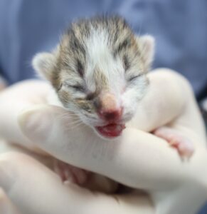 제주 동물보호센터에서 보호하고 있는 유기된 고양이안내드립니다.