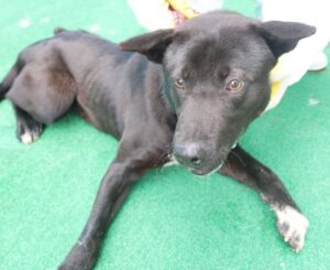 제주 동물보호센터에서 보호중인 유기된 강아지안내.