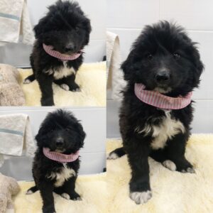 경주동물사랑보호센터에서 04월 06일 발견해서 보호하고 있는 강아지 정보입니다.