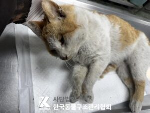 한국동물구조관리협회에서 보호하고 있는 유기된 고양이소개합니다.
