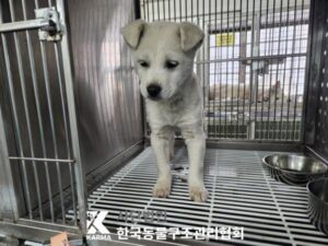 한국동물구조관리협회에서 보호하고 있는 유기된 강아지안내.