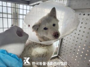 한국동물구조관리협회에서 04월 05일 발견해서 보호하고 있는 강아지 정보안내.