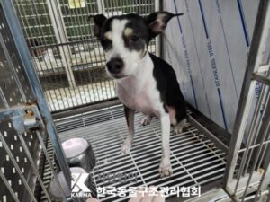 한국동물구조관리협회에서 보호하고 있는 유기된 강아지정보.
