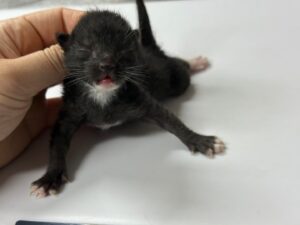 광주동물보호센터에서 보호하고 있는 유기된 고양이정보.
