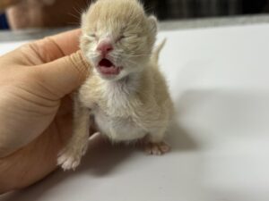 광주동물보호센터에서 보호하고 있는 유기된 고양이안내드립니다.