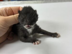 광주동물보호센터에서 04월 06일 발견해서 보호하고 있는 고양이 정보안내.