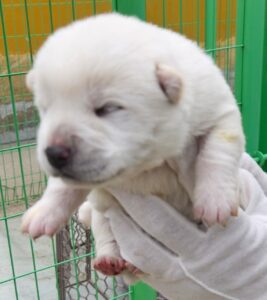 목포시유기동물보호소에서 04월 06일 발견해서 보호하고 있는 강아지 정보입니다.