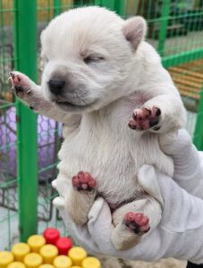 목포시유기동물보호소에서 04월 06일 발견해서 보호하고 있는 강아지 정보.
