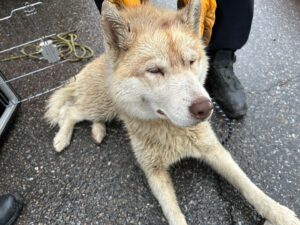 디디동물병원에서 04월 06일 발견해서 보호하고 있는 강아지 정보입니다.