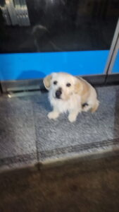 익산유기동물보호소에서 보호하고 있는 유기된 강아지소개합니다.
