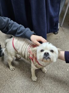 반려동물보호센터에서 04월 07일 발견해서 보호하고 있는 강아지 정보안내.