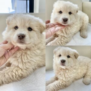 경주동물사랑보호센터에서 보호중인 유기된 강아지안내.