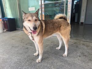 광주동물보호센터에서 04월 07일 발견해서 보호하고 있는 강아지 정보안내.