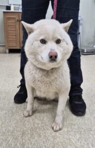 남양주시동물보호센터에서 보호중인 유기된 강아지안내드립니다.