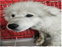 (사)동물보호관리협회에서 보호중인 유기된 강아지안내.