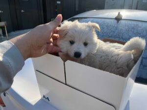 영광동물보호센터에서 보호하고 있는 유기된 강아지소개합니다.