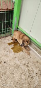 전북말산업복합센터에서 04월 08일 발견해서 보호하고 있는 강아지 정보입니다.