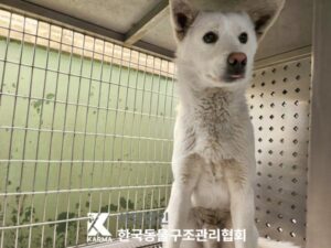 한국동물구조관리협회에서 보호하고 있는 유기된 강아지안내.