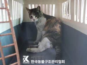 한국동물구조관리협회에서 04월 07일 발견해서 보호하고 있는 고양이 정보.