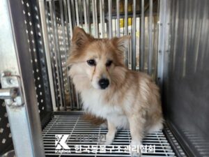 한국동물구조관리협회에서 04월 07일 발견해서 보호하고 있는 강아지 정보.