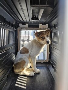 삼척시동물보호센터에서 보호하고 있는 유기된 강아지안내.