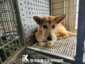 한국동물구조관리협회에서 04월 07일 발견해서 보호하고 있는 강아지 정보안내.