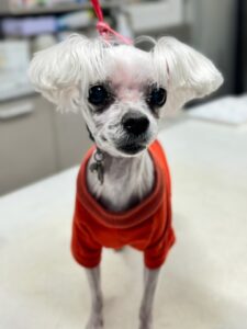 대구시수의사회(동인)에서 04월 08일 발견해서 보호하고 있는 강아지 정보안내.
