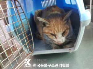 한국동물구조관리협회에서 보호하고 있는 유기된 고양이안내드립니다.
