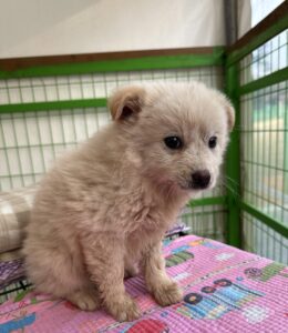 군산유기동물보호센터에서 보호중인 유기된 강아지안내.