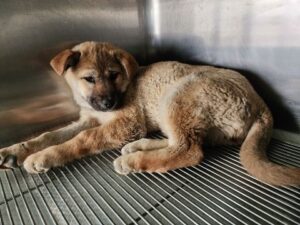 충주시동물보호센터에서 04월 08일 발견해서 보호하고 있는 강아지 정보.