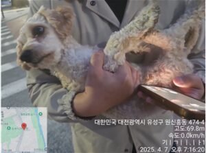 대전동물보호센터에서 04월 08일 발견해서 보호하고 있는 강아지 정보입니다.