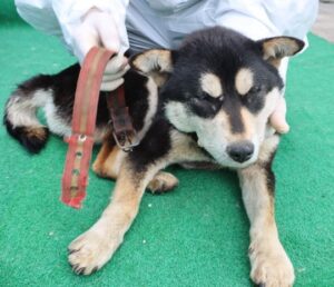 제주 동물보호센터에서 04월 08일 발견해서 보호하고 있는 강아지 정보.