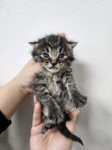 반려동물보호센터에서 보호중인 유기된 고양이정보.