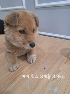 옥천동물병원에서 04월 09일 발견해서 보호하고 있는 강아지 정보입니다.