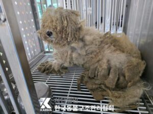 한국동물구조관리협회에서 보호하고 있는 유기된 강아지소개합니다.