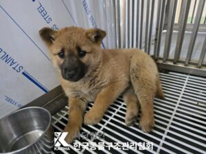 한국동물구조관리협회에서 04월 08일 발견해서 보호하고 있는 강아지 정보.