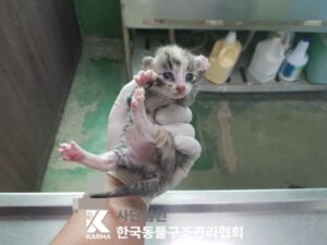 한국동물구조관리협회에서 04월 08일 발견해서 보호하고 있는 고양이 정보안내.