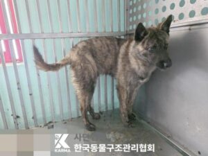 한국동물구조관리협회에서 보호중인 유기된 강아지안내합니다.