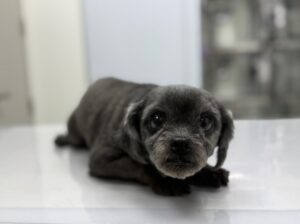 정샘동물병원에서 보호중인 유기된 강아지안내드립니다.