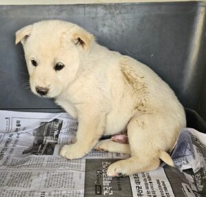 신안군유기동물보호소에서 04월 09일 발견해서 보호하고 있는 강아지 정보안내.
