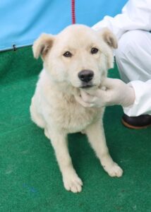 제주 동물보호센터에서 04월 09일 발견해서 보호하고 있는 강아지 정보안내.