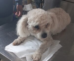 완주군유기동물보호소에서 04월 10일 발견해서 보호하고 있는 강아지 정보안내.